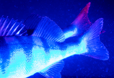 Perch fish fins in blue and pink color .の写真素材