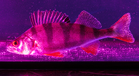 Fish perch swims in the aquarium in blue and pink color .