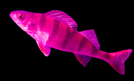 Pink fish perch isolated on black color .の写真素材