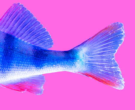 Perch fish fins in blue and pink color .の写真素材