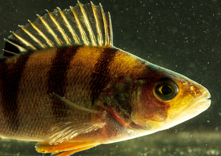 Fish perch swims in aquarium .の写真素材