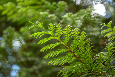Small leaves on the branches of trees in the park .の写真素材