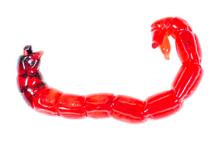Red worm bloodworm isolated on white backgroundの写真素材