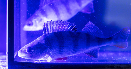 Fish perch swims in the aquarium in blue light .の写真素材