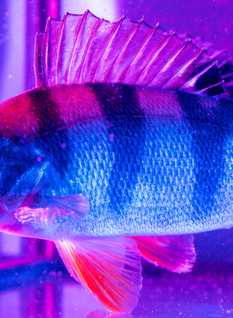 Perch fish fins in blue and pink color .