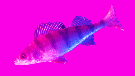 Blue-pink perch fish isolated on pink background .の写真素材