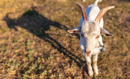 Portrait of a white goat in a pasture .