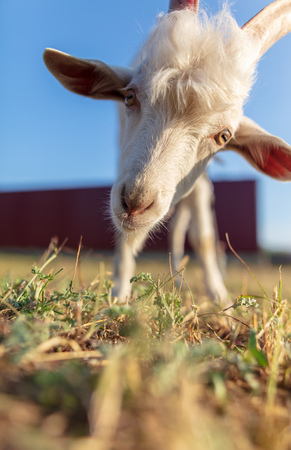 Portrait of a white goat in a pasture .の写真素材