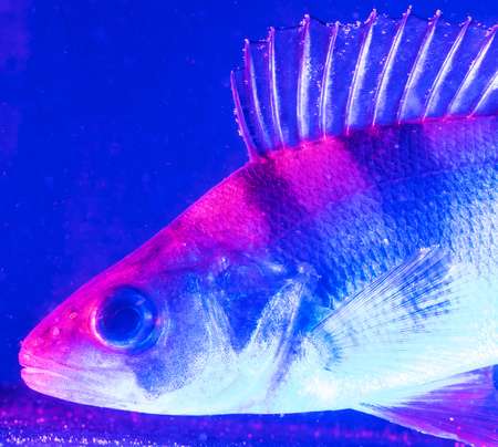 Fish perch swims in the aquarium in blue and pink color .
