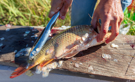 A man cuts a knife fish in nature .の写真素材