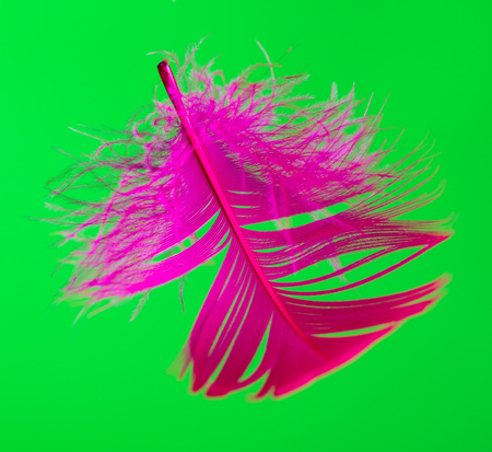 Pink feather isolated on green background .の写真素材