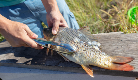 A man cuts a knife fish in nature .
