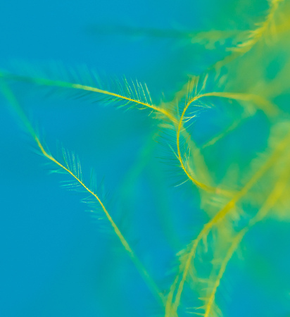 Yellow feather isolated on blue background .