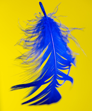 Blue feather isolated on yellow background .の写真素材