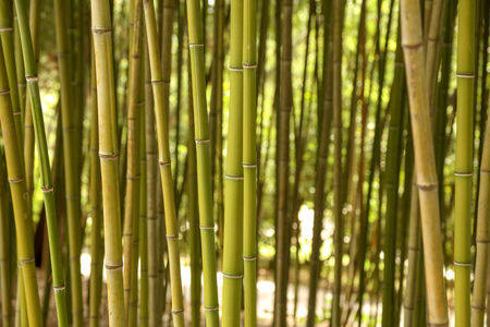 Bamboo stalks in the park as a background.の写真素材