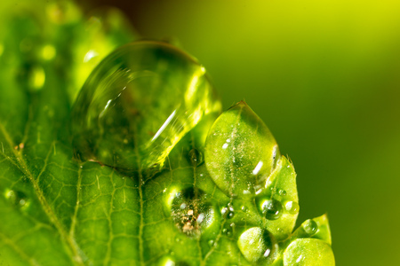 Water drops on a green leaf of strawberry. Macroの写真素材