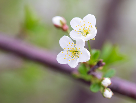 Flowers on the branches of cherry in spring .の写真素材