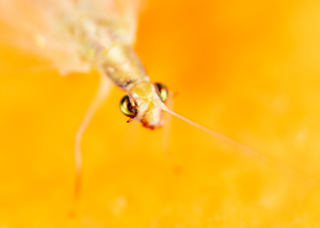 Portrait of a fly on an orange background .