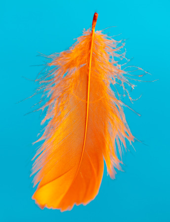 Orange feather isolated on blue background .の写真素材