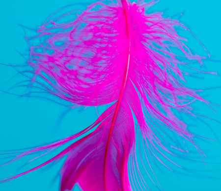 Pink feather isolated on blue background .