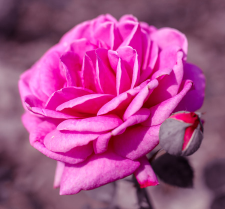 Pink rose in the park .の写真素材