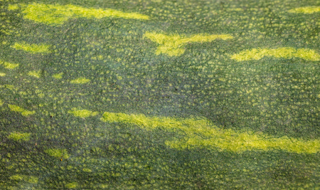 Yellow green pumpkin as abstract background .の写真素材