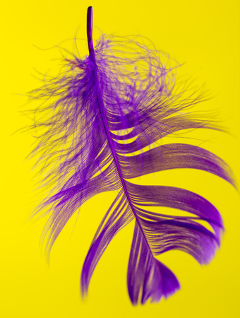 Purple feather isolated on yellow background .の写真素材