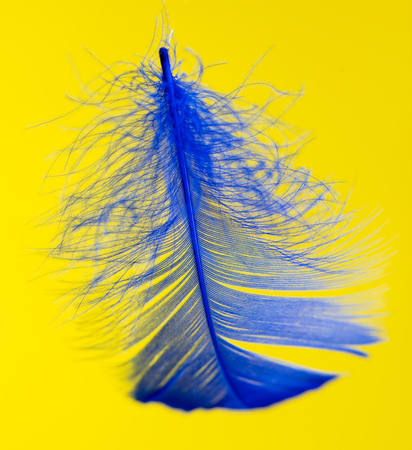 Blue feather isolated on yellow background .の写真素材