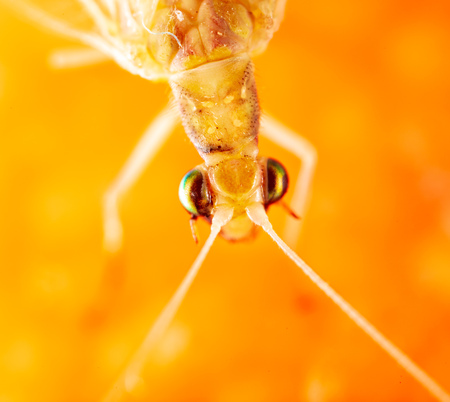 Portrait of a fly on an orange background .