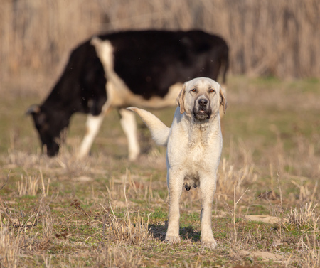 Portrait of a dog on the grass in spring.