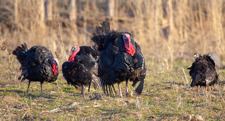 Turkeys graze in the meadow in spring .の写真素材