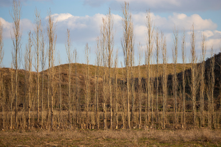 Poplar trees are bare in nature .の写真素材