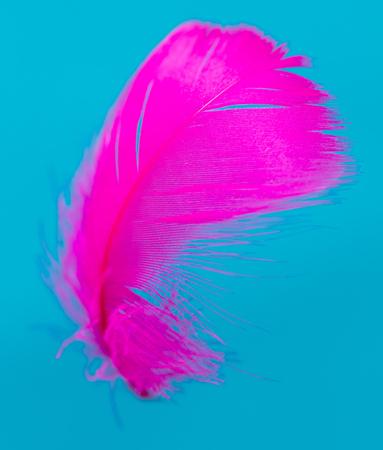 Pink feather isolated on blue background .の写真素材