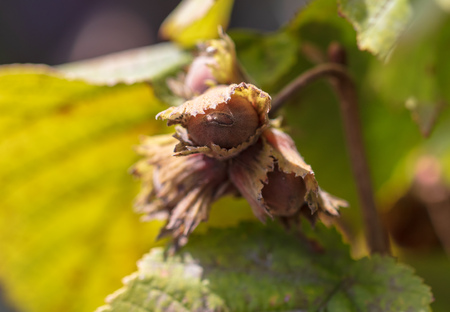 Ripe hazelnuts on a tree branch .の写真素材