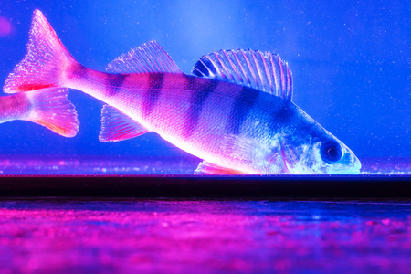Fish perch swims in the aquarium in blue and pink color .