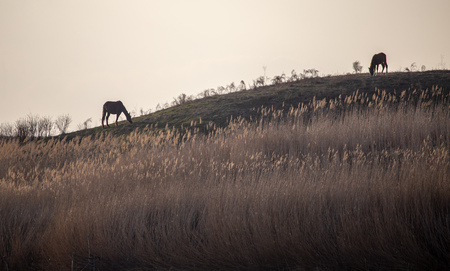 Horses graze in the hills in the spring .の写真素材