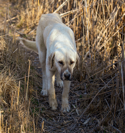 Portrait of a dog on the grass in spring.