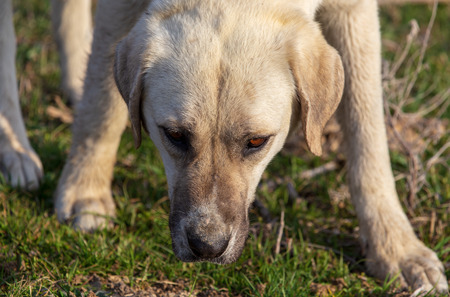 Portrait of a dog on the grass in spring.