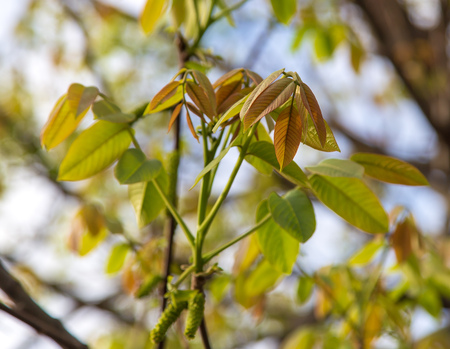 The leaves on the walnut branches in the spring.
