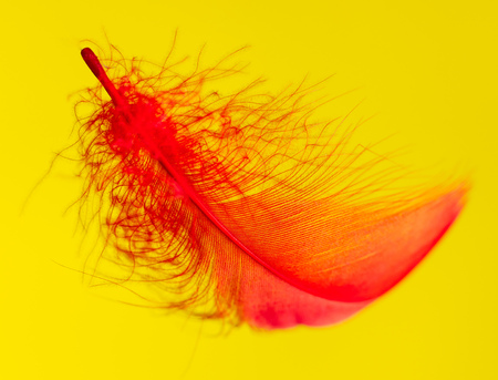 Red feather isolated on yellow background .の写真素材