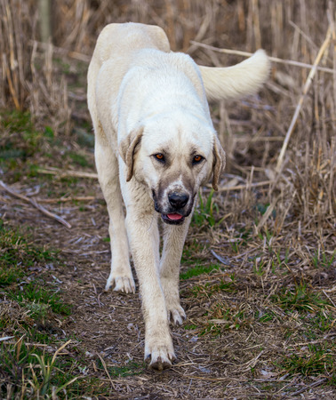 Portrait of a dog on the grass in spring.
