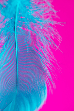 Blue feather isolated on pink background .の写真素材