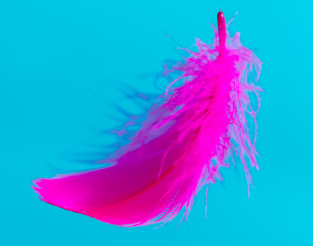 Pink feather isolated on blue background .の写真素材