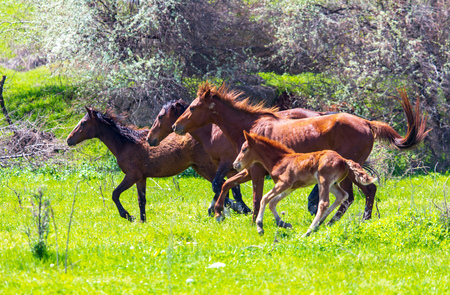 Horses run in nature in spring.の写真素材