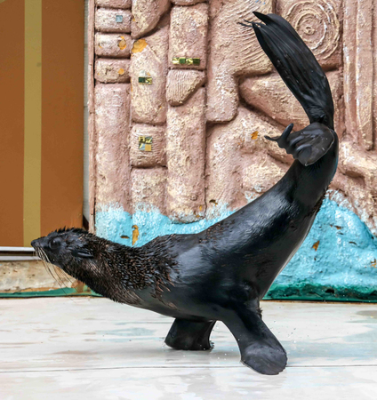 Seal as an artist in the circus.の写真素材