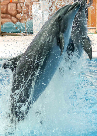 Two dolphins jumping from the pool in the park.の写真素材