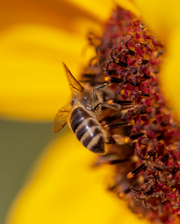 Bee on an orange flower. Macro.の写真素材
