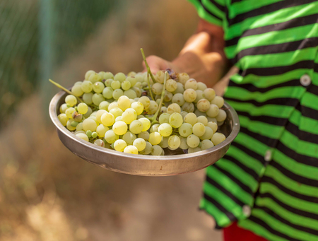 Grapes in the hands of a girl in the garden.の写真素材