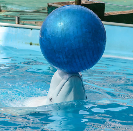 Big white dolphin with a ball on his head.