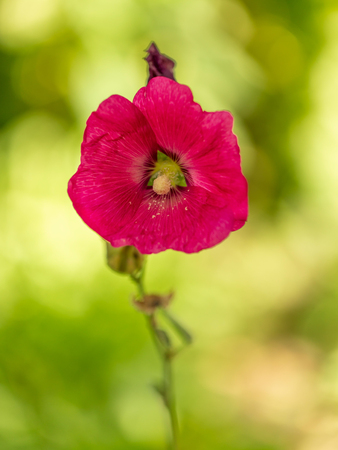 Pink flower grows in nature.の写真素材